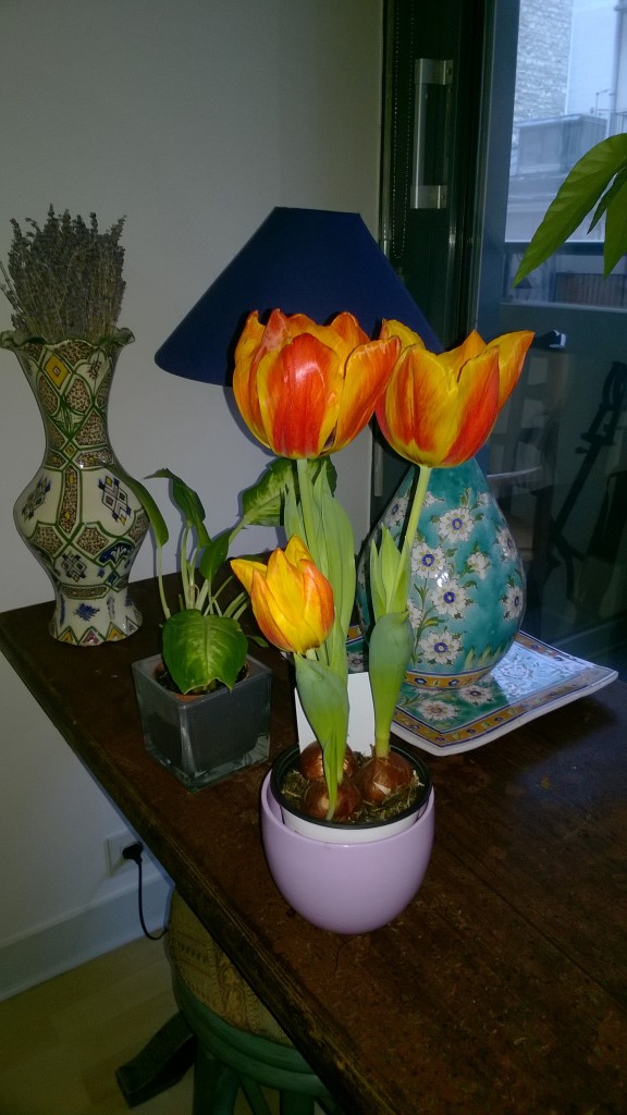 Fleur-Tulipe_20160223