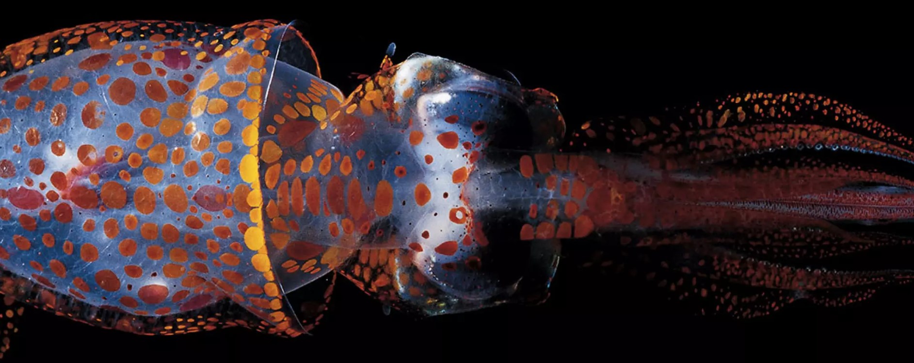 « Abysse » au muséum national d’Histoire naturelle