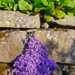 Le printemps en Bretagne