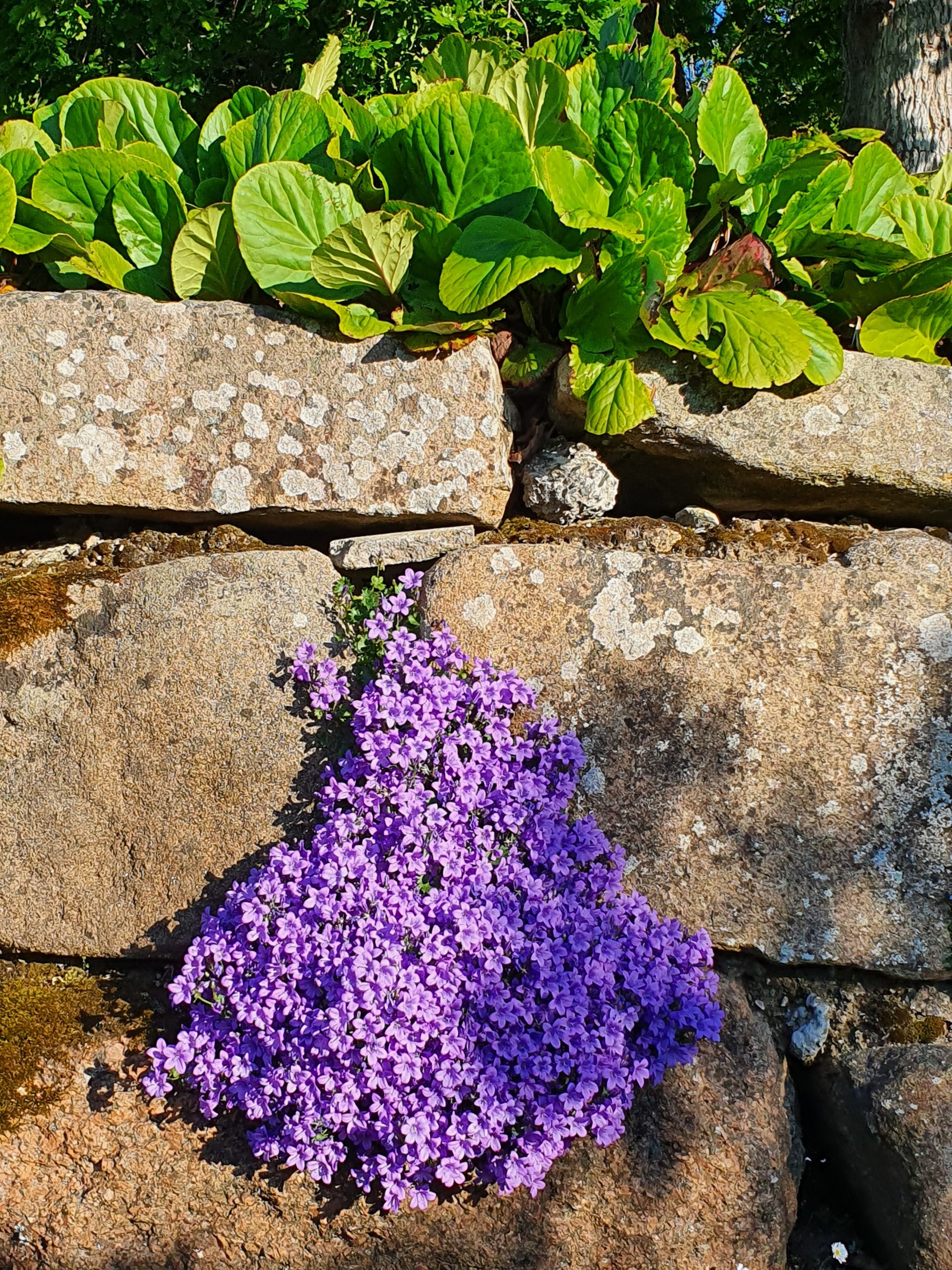 Le printemps en Bretagne