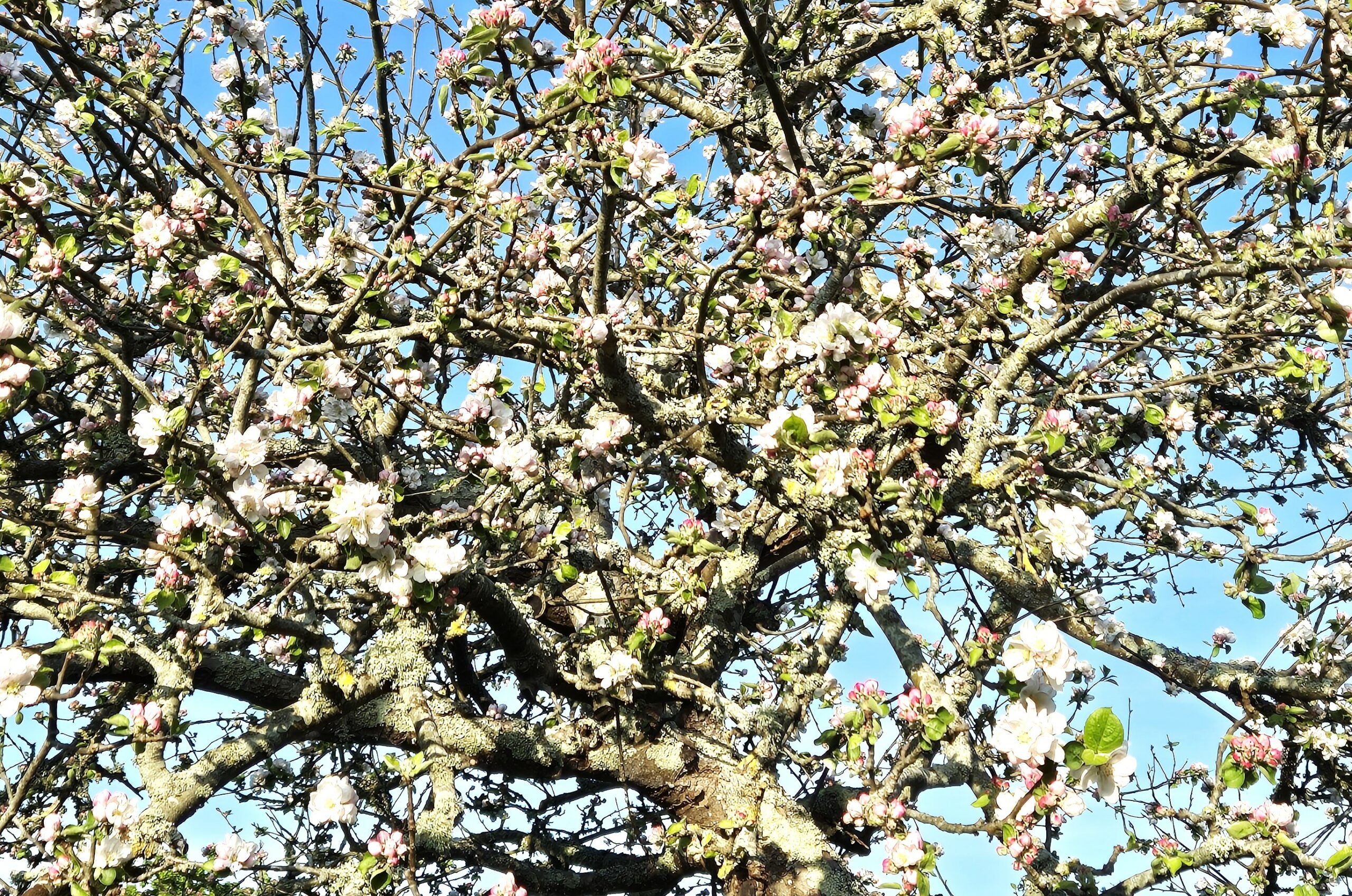 Le printemps revient