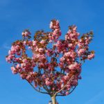 Cerisier du Japon sous le printemps