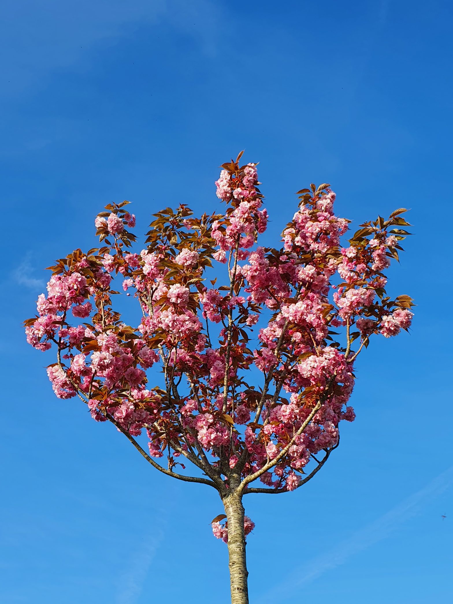 Cerisier du Japon sous le printemps