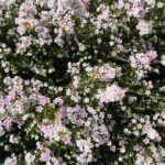 Le printemps revient