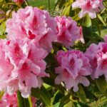 Rhododendrons