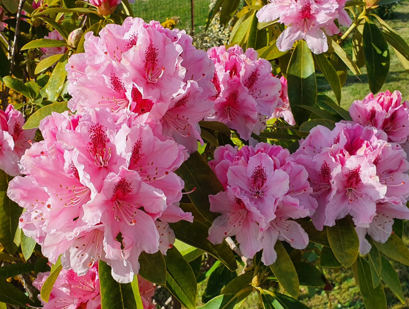 Rhododendrons