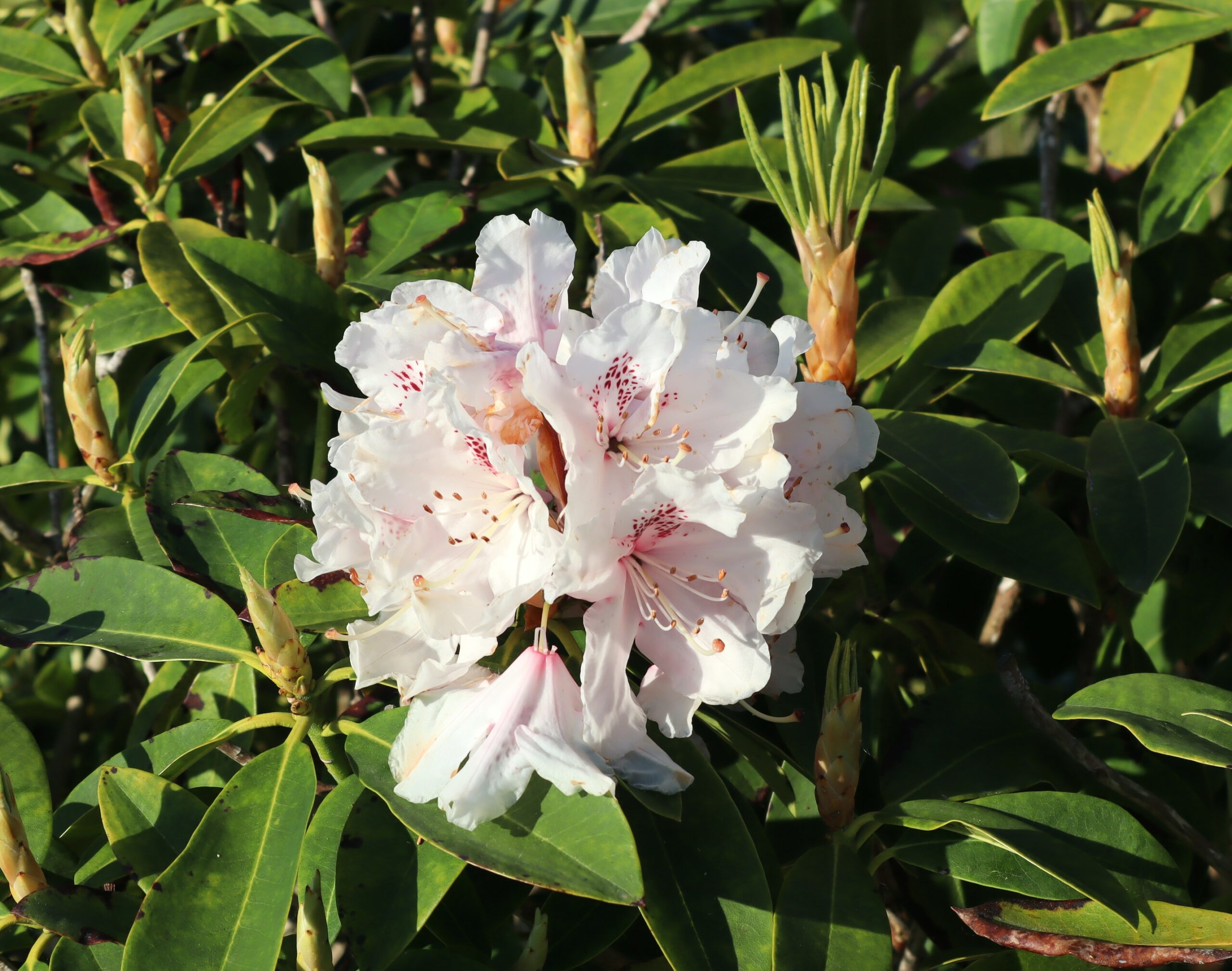 Le printemps des fleurs