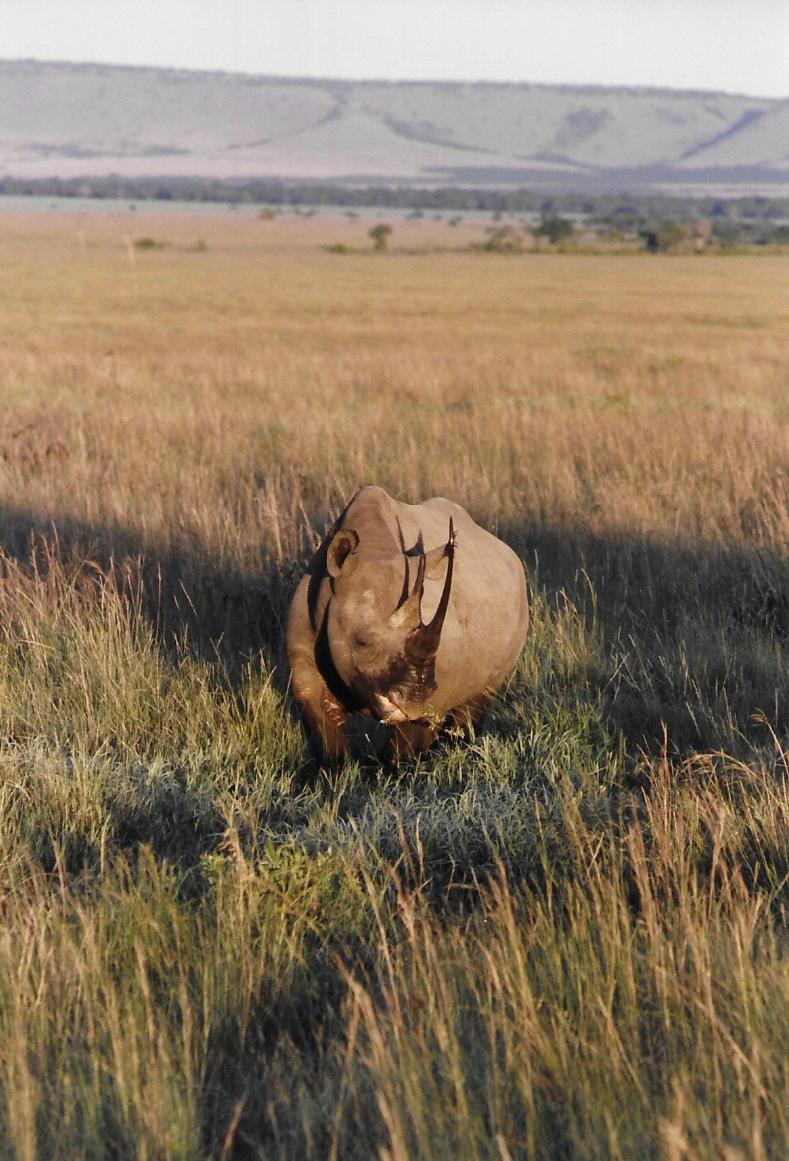 Kenya - Maisai Mara