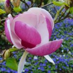 Magnolia à Bagatelle
