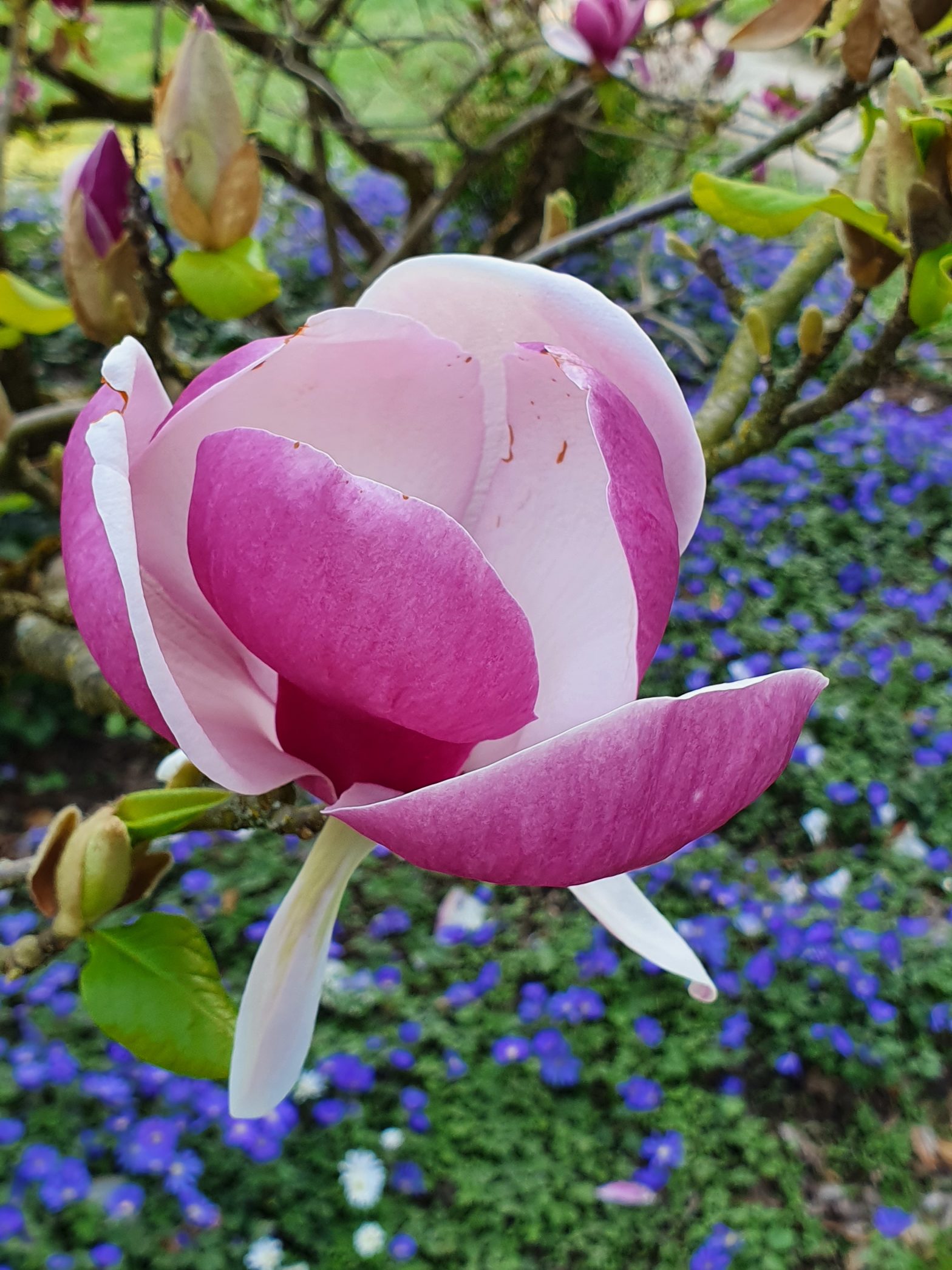 Magnolia à Bagatelle