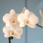 Des orchidées