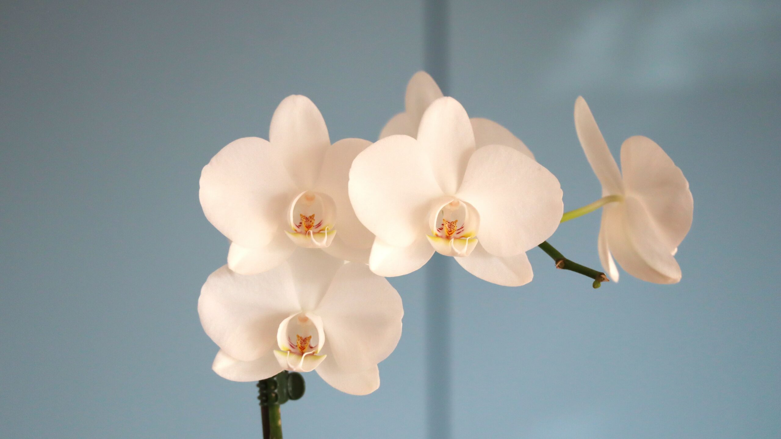 Des orchidées