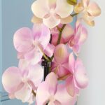 Orchidée d’été