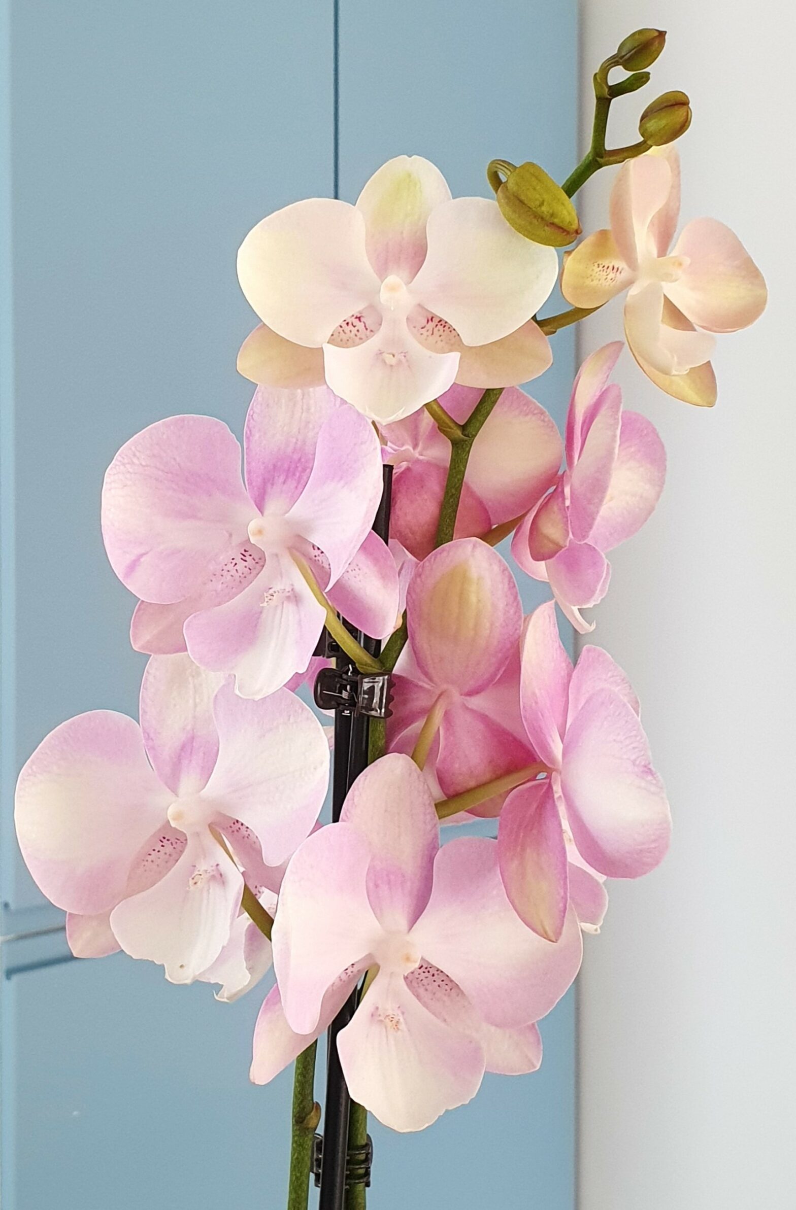 Orchidée d’été