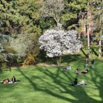Magnolia au Parc