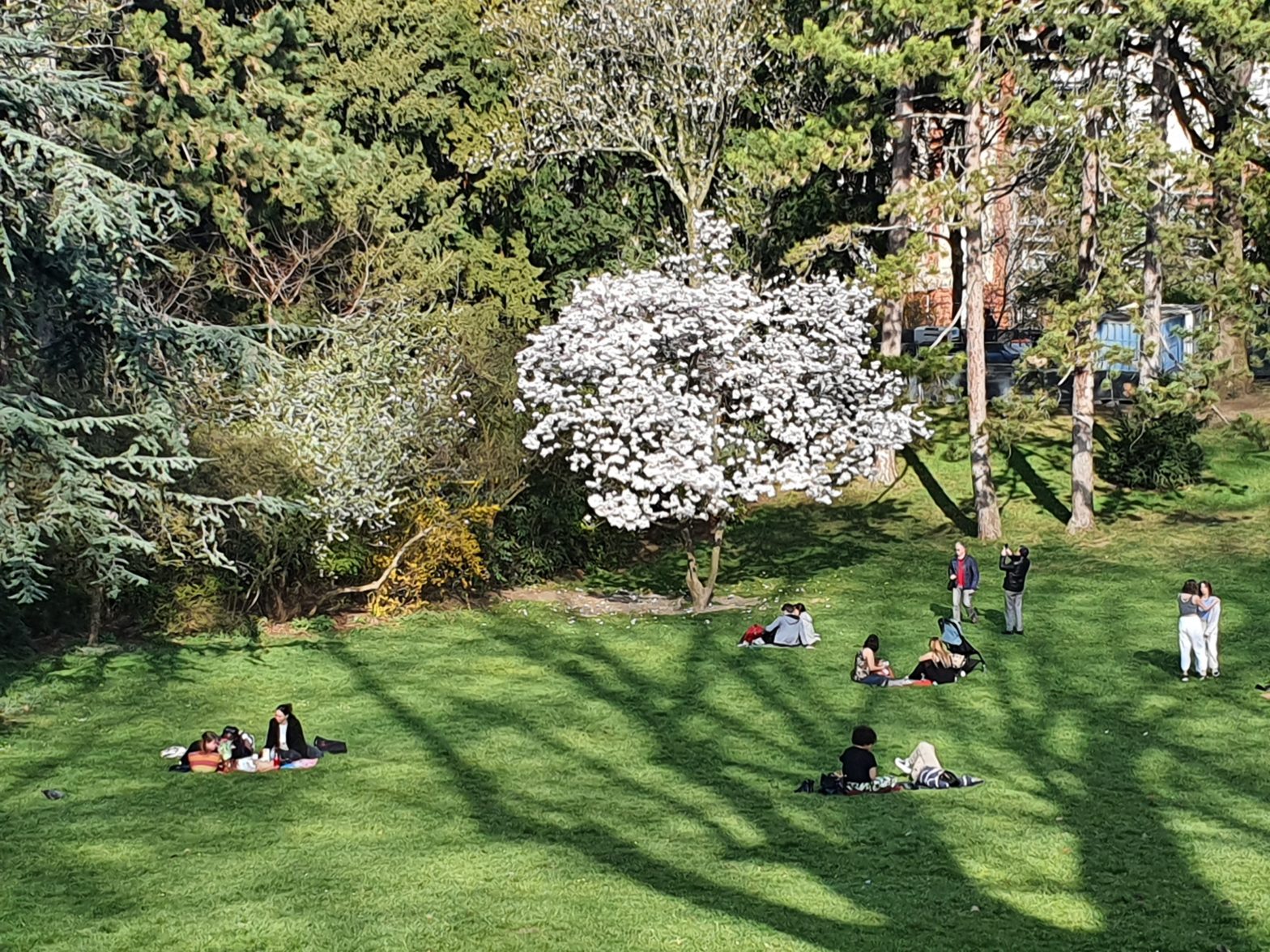 Magnolia au Parc