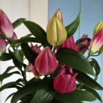 Des fleurs pour adoucir les moeurs